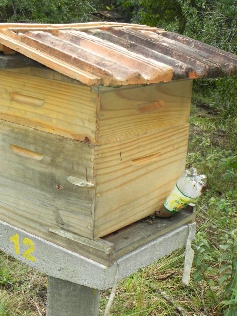 20100723 Fazenda alimentação apiário e bambuseto 005.jpg