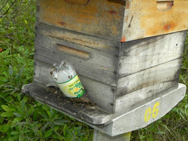 20100723 Fazenda alimentação apiário e bambuseto 006.jpg
