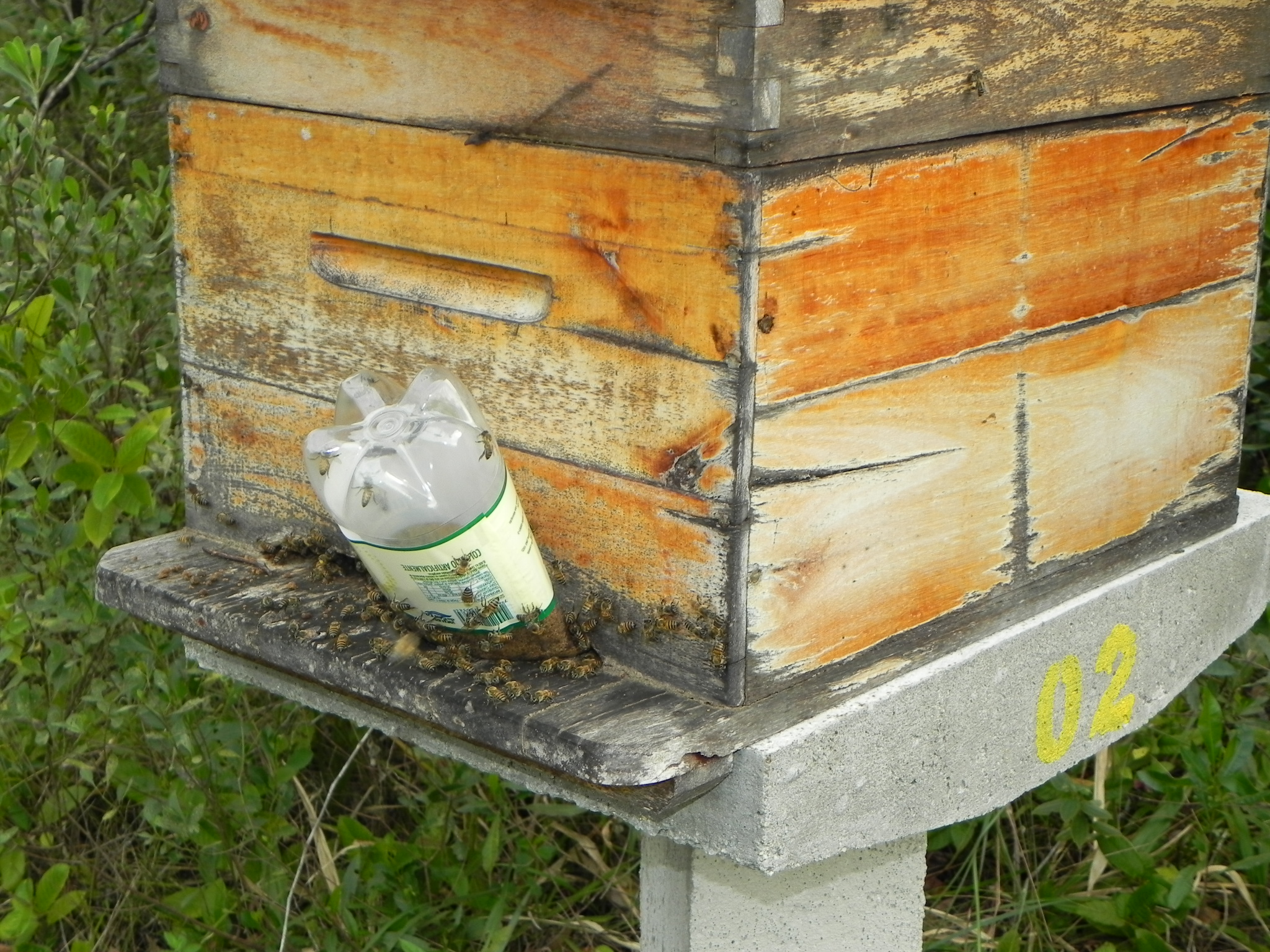 20100723 Fazenda alimentação apiário e bambuseto 008.jpg