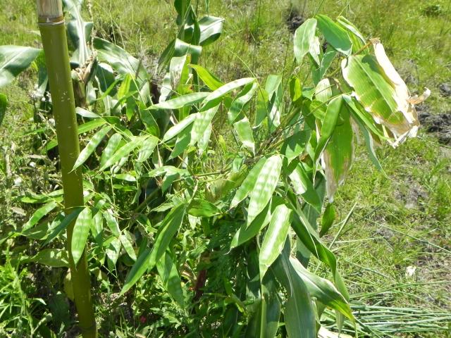 20101103 Fazenda Plantio mudas de bambu e vistoria do Bambuseto 018 Dendrocalamus asper.jpg
