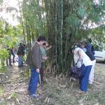 20100612 Fazenda Curso Plantio Manejo Bambu 018.jpg