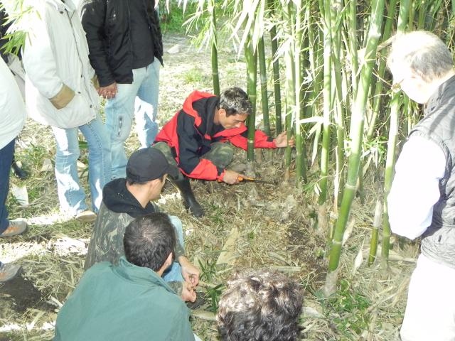 20100612 Fazenda Curso Plantio Manejo Bambu 028.jpg