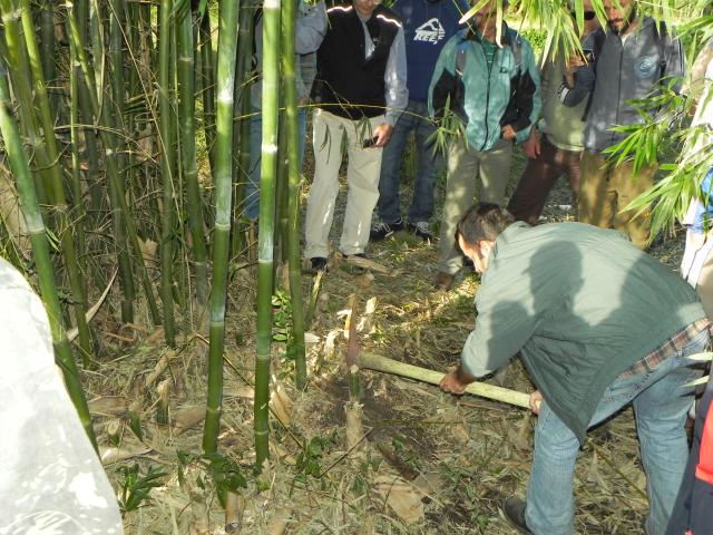 20100612 Fazenda Curso Plantio Manejo Bambu 031.jpg