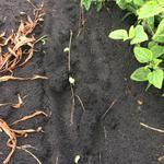 2019-01-25 Fazenda germinação soja lavoura