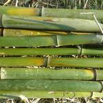 20180726 Fazenda Bambu corte para venda (2)