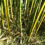 20180727 Fazenda Bambu corte para venda (2)