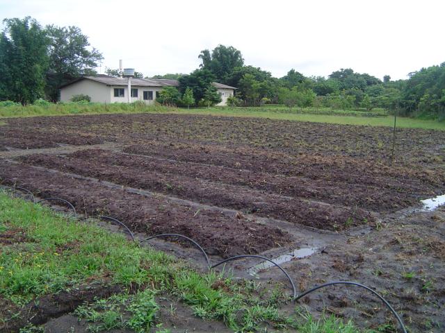 20100326 Fazenda Experimento Beterraba Fitopatologia Robson preparo área.JPG
