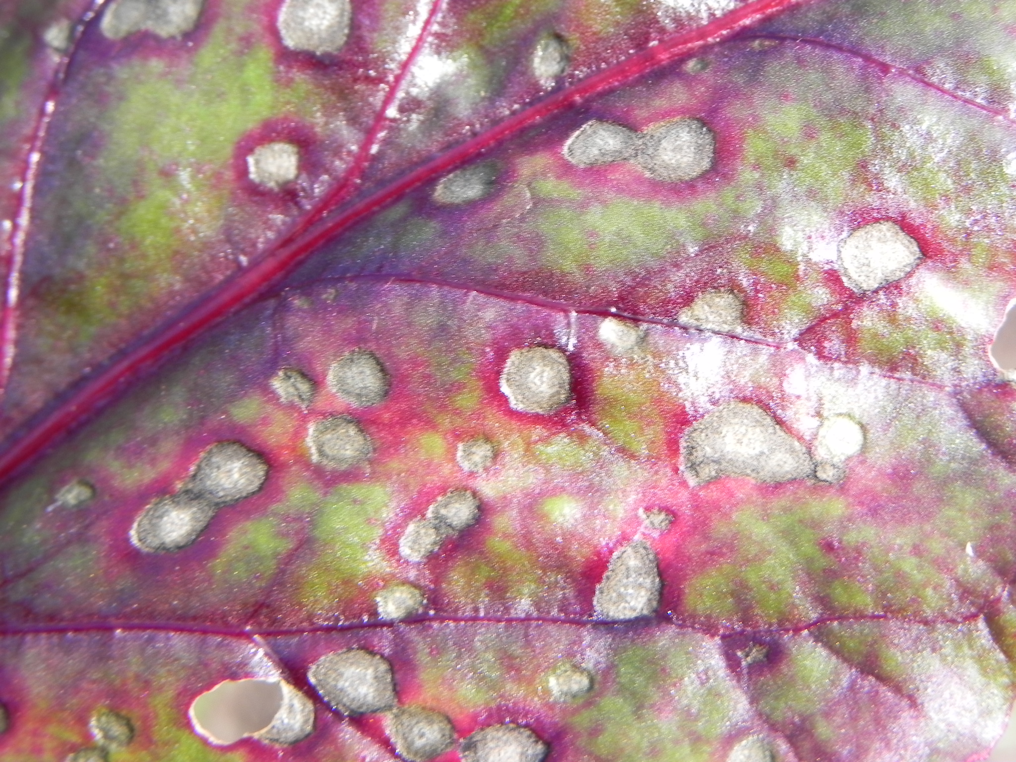 20100506 Beterraba 015.jpg
