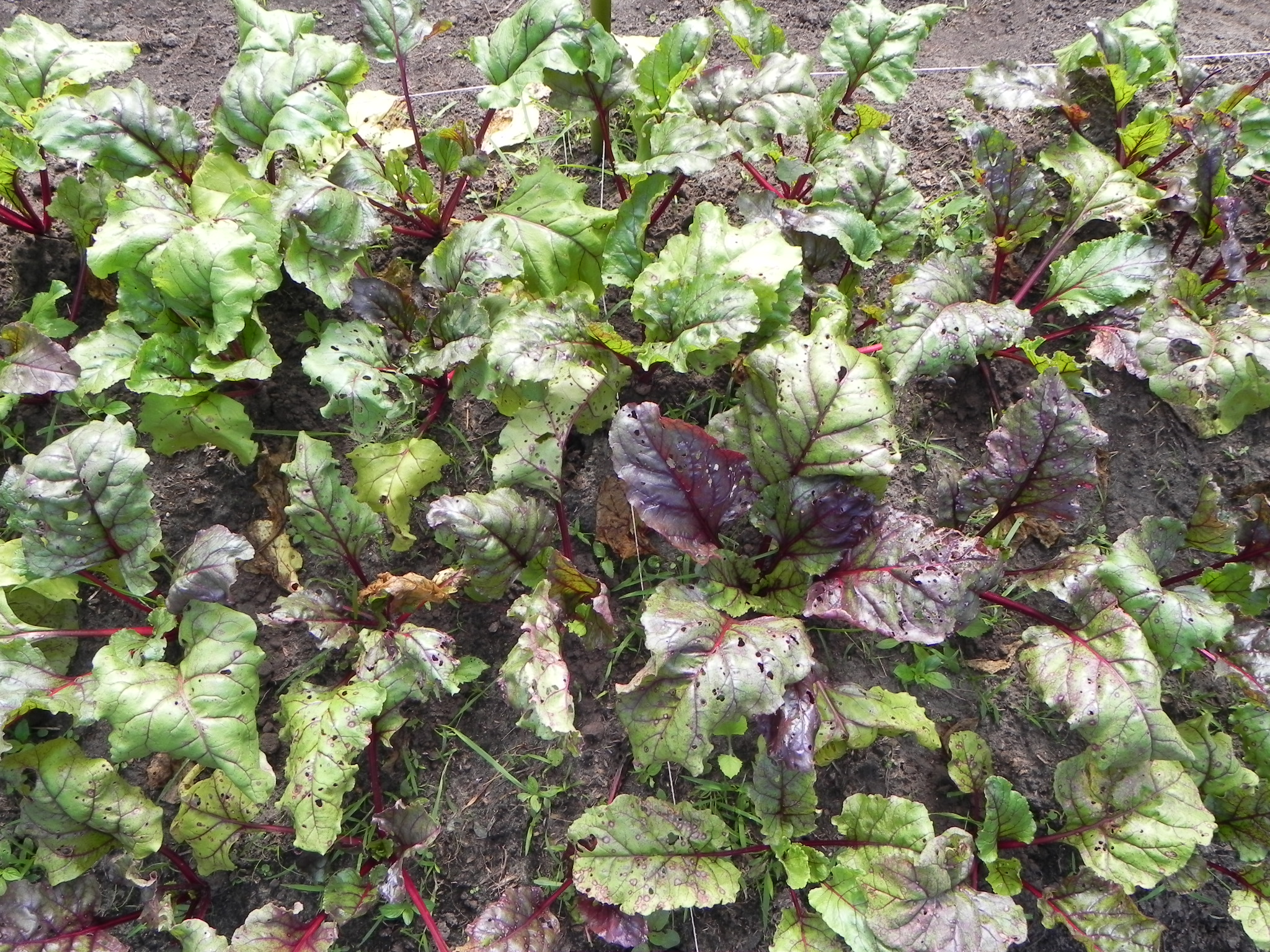 20100506 Beterraba 020.jpg