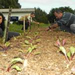 20100610 Fazenda Beterrabas e Horta 020.jpg