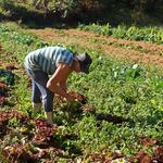 12a entrega do Orgânico Solidário