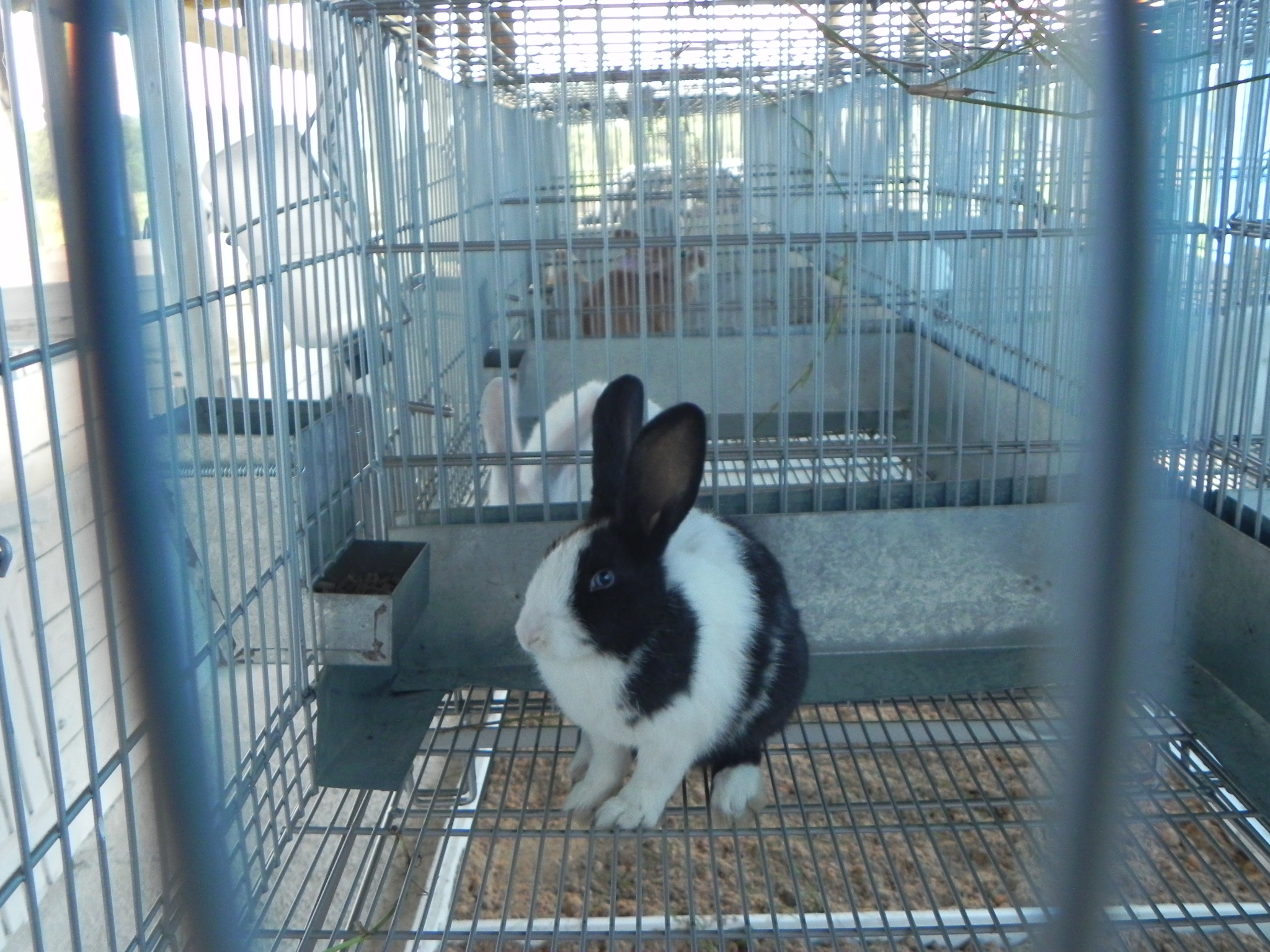 20100518 Coelhario 004.jpg