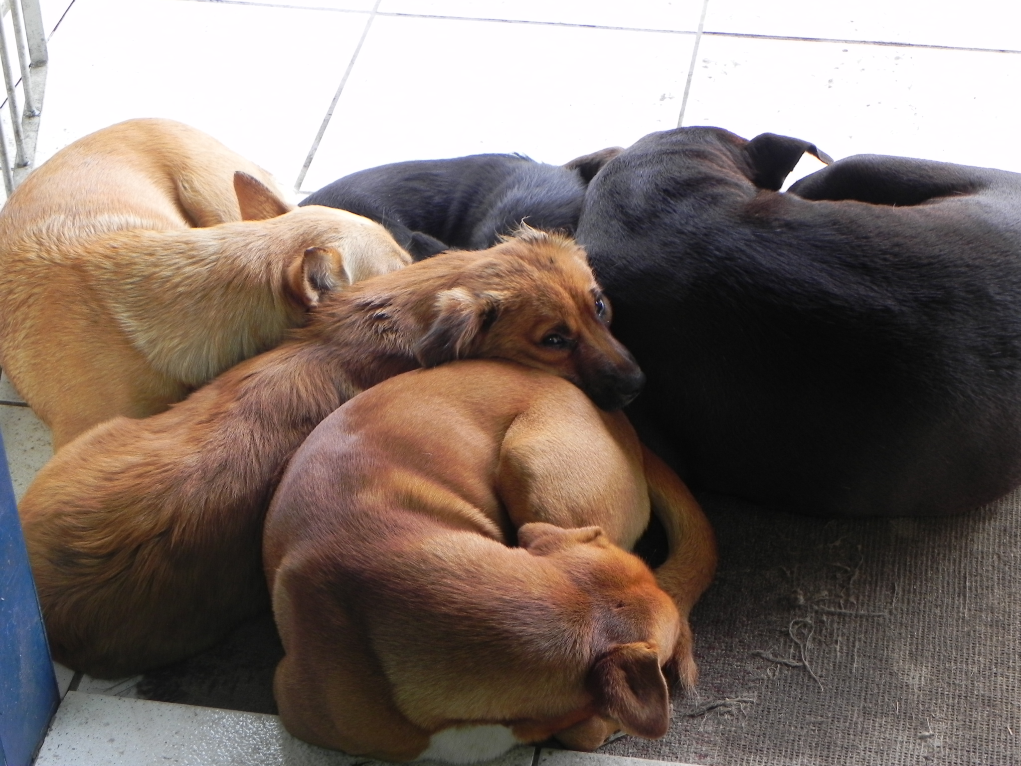 20100806 Fazenda cachorros 001.jpg