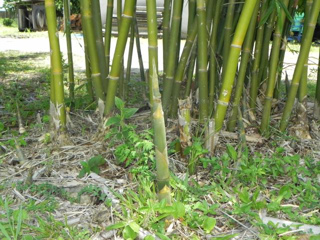 20110104 Fazenda Brotação Bambu 001.jpg
