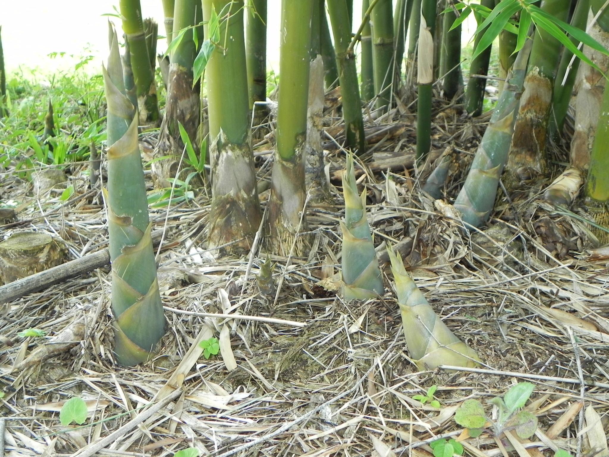 20110104 Fazenda Brotação Bambu 003.jpg
