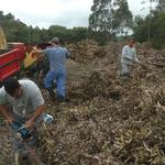 20180820 Fazenda Trituração galhos eucalipto (3)