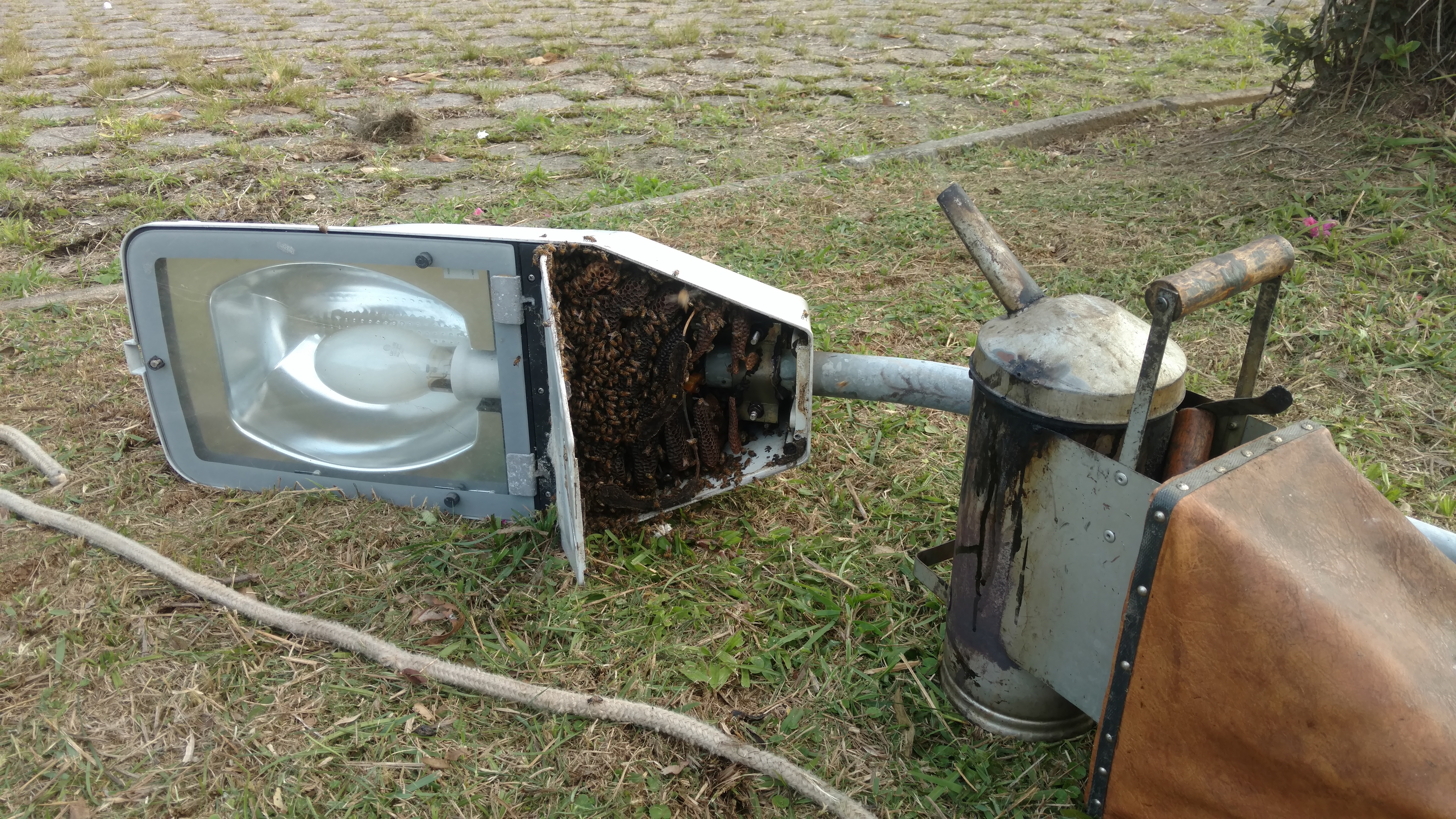 20180823 Fazenda Cefa Retirada Colméia abelhas no poste Apicultura (1)