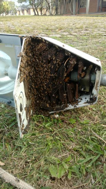 20180823 Fazenda Cefa Retirada Colméia abelhas no poste Apicultura (2)