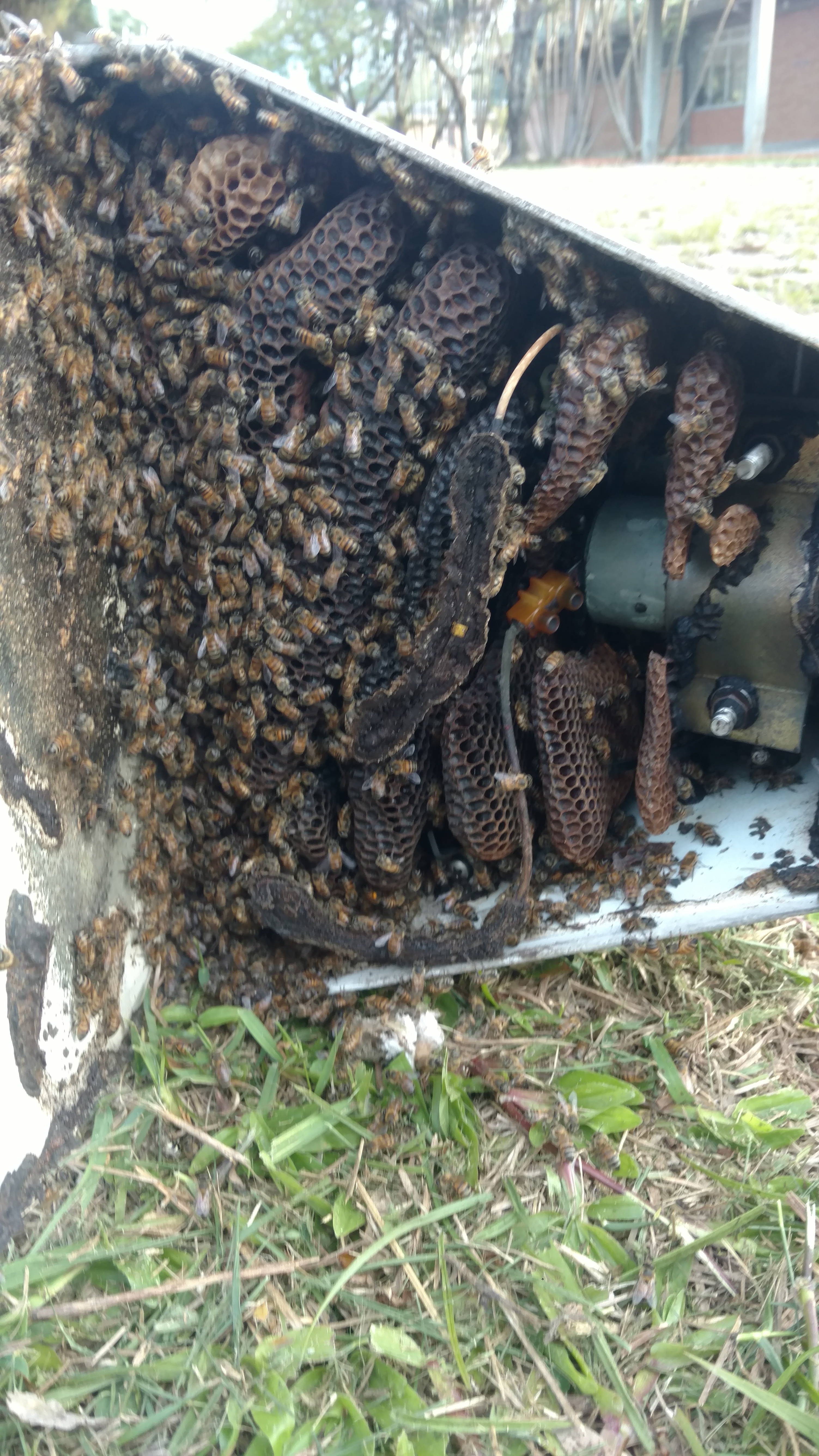 20180823 Fazenda Cefa Retirada Colméia abelhas no poste Apicultura (3)