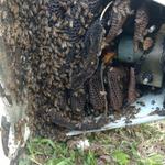 20180823 Fazenda Cefa Retirada Colméia abelhas no poste Apicultura (3)