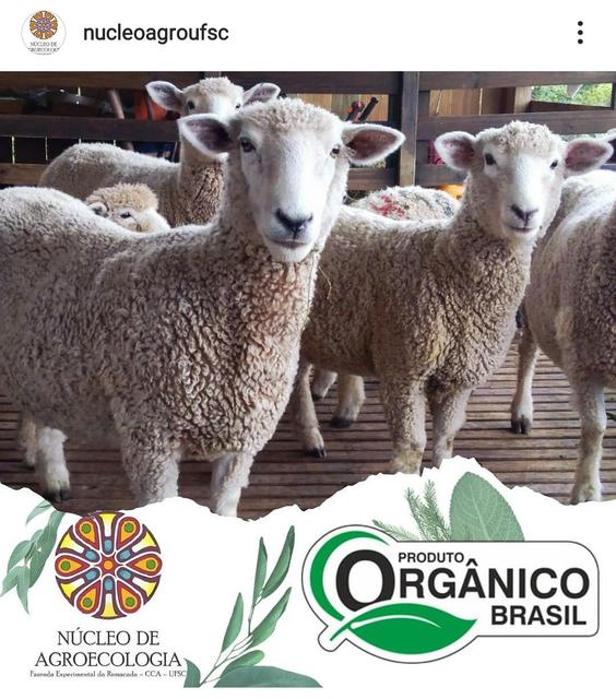 20210803 Fazenda Ovinocultura certificação orgânica