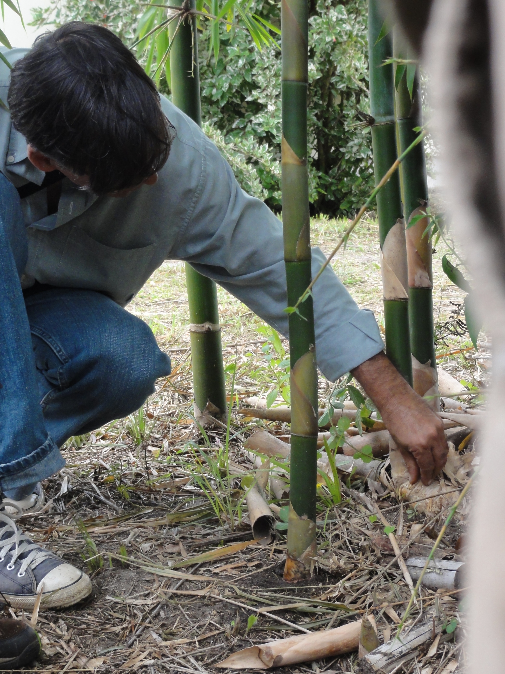 20110326 Fazenda Curso Bambu Cultivo e Manejo 005.jpg