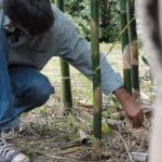 20110326 Fazenda Curso Bambu Cultivo e Manejo 005.jpg