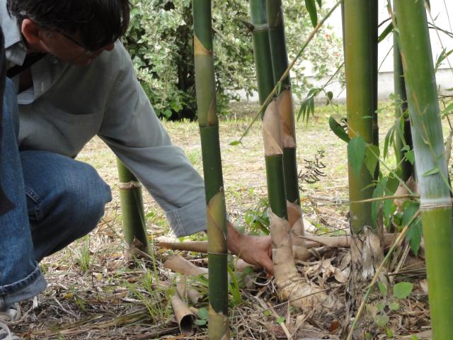20110326 Fazenda Curso Bambu Cultivo e Manejo 006.jpg