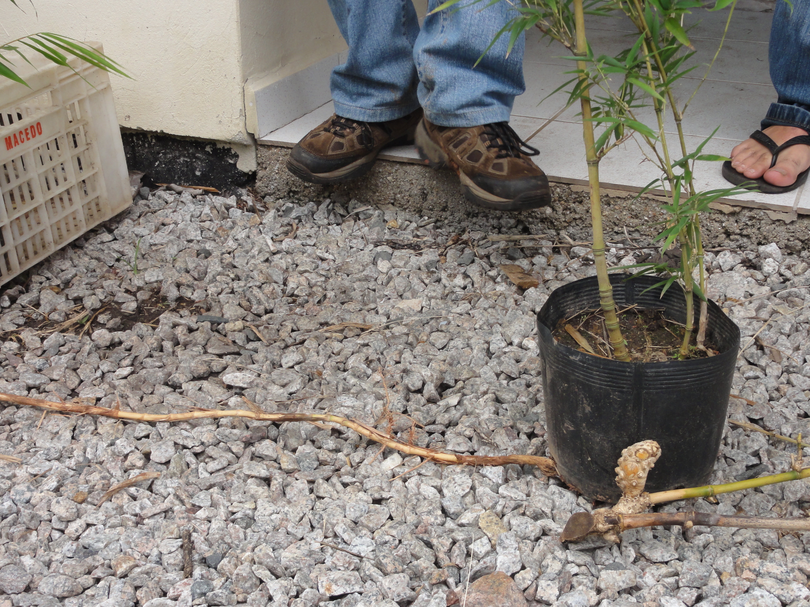 20110326 Fazenda Curso Bambu Cultivo e Manejo 014.jpg