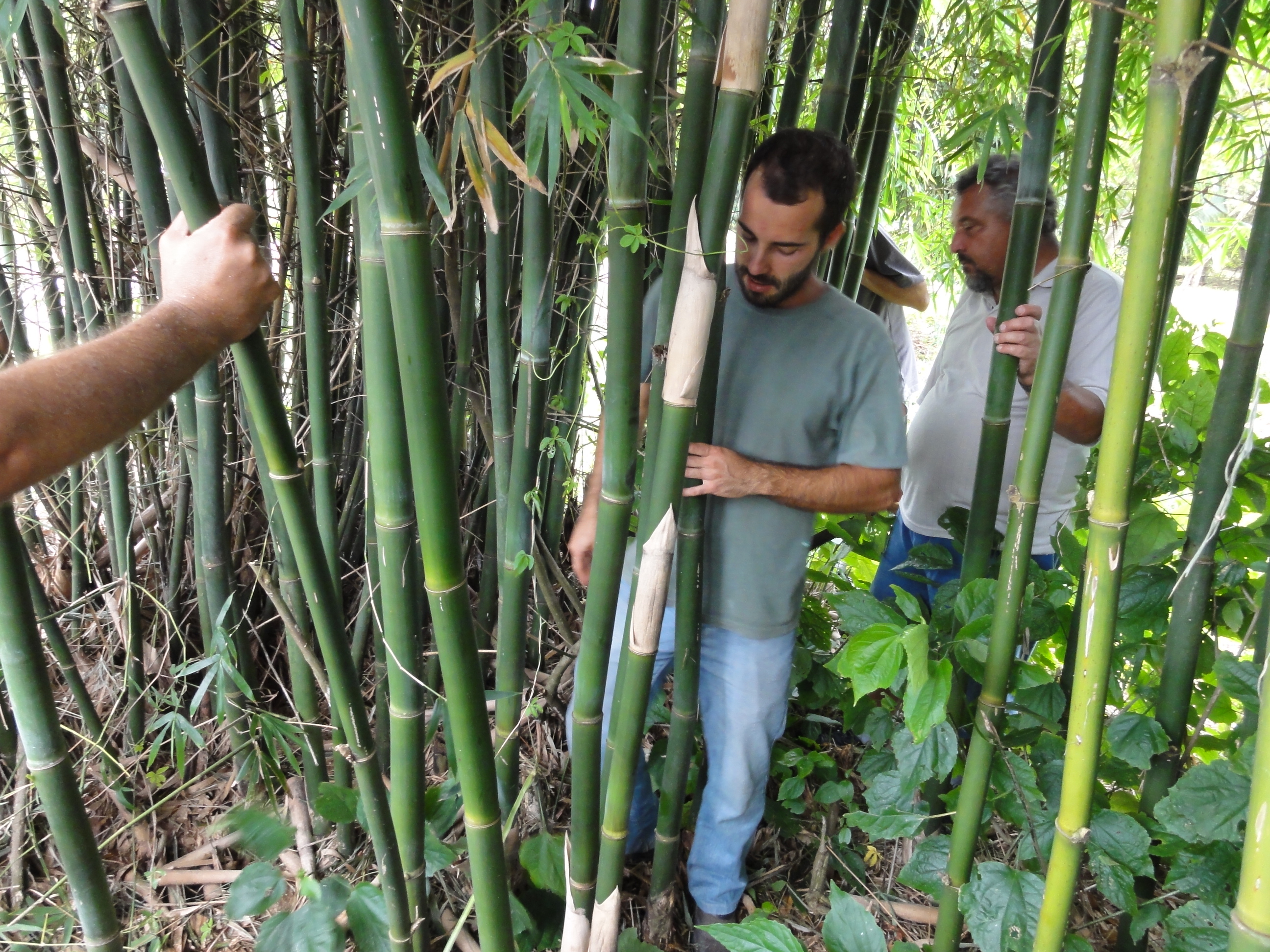 20110326 Fazenda Curso Bambu Cultivo e Manejo 025.jpg
