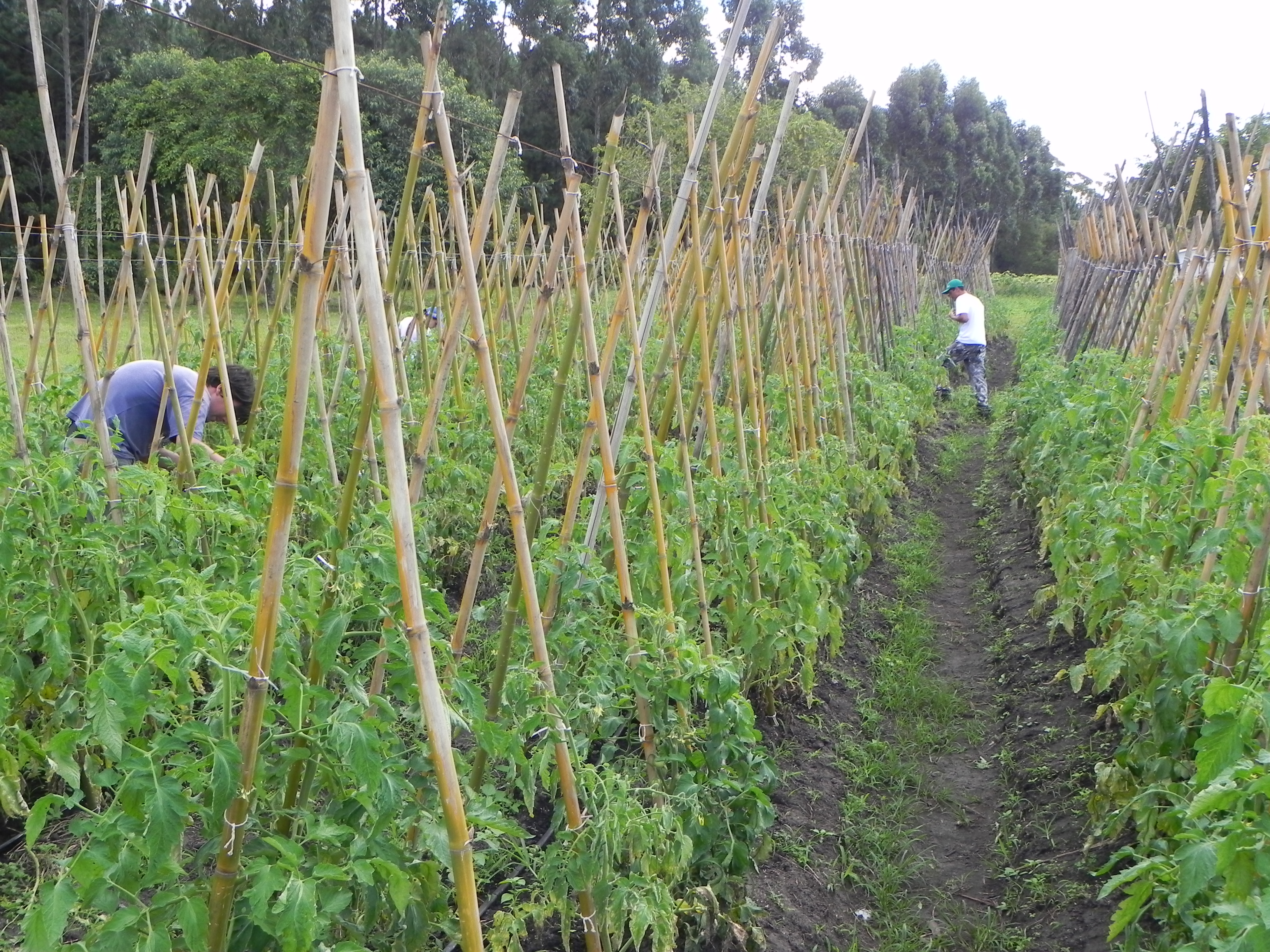 20110502 Fazenda Manejo Tomateiro Vitor 001.jpg