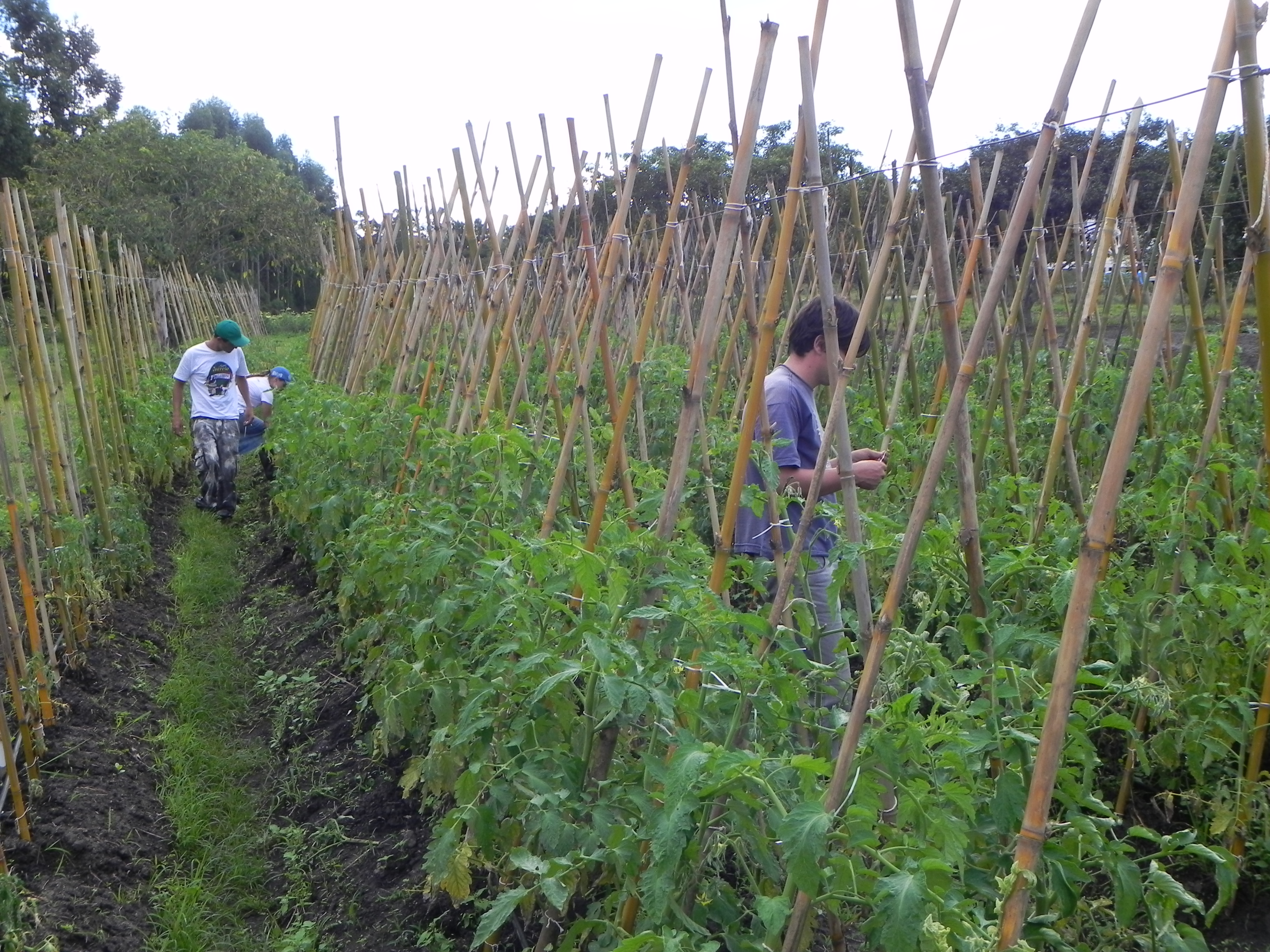 20110502 Fazenda Menejo Tomateiro Vitor 002.jpg