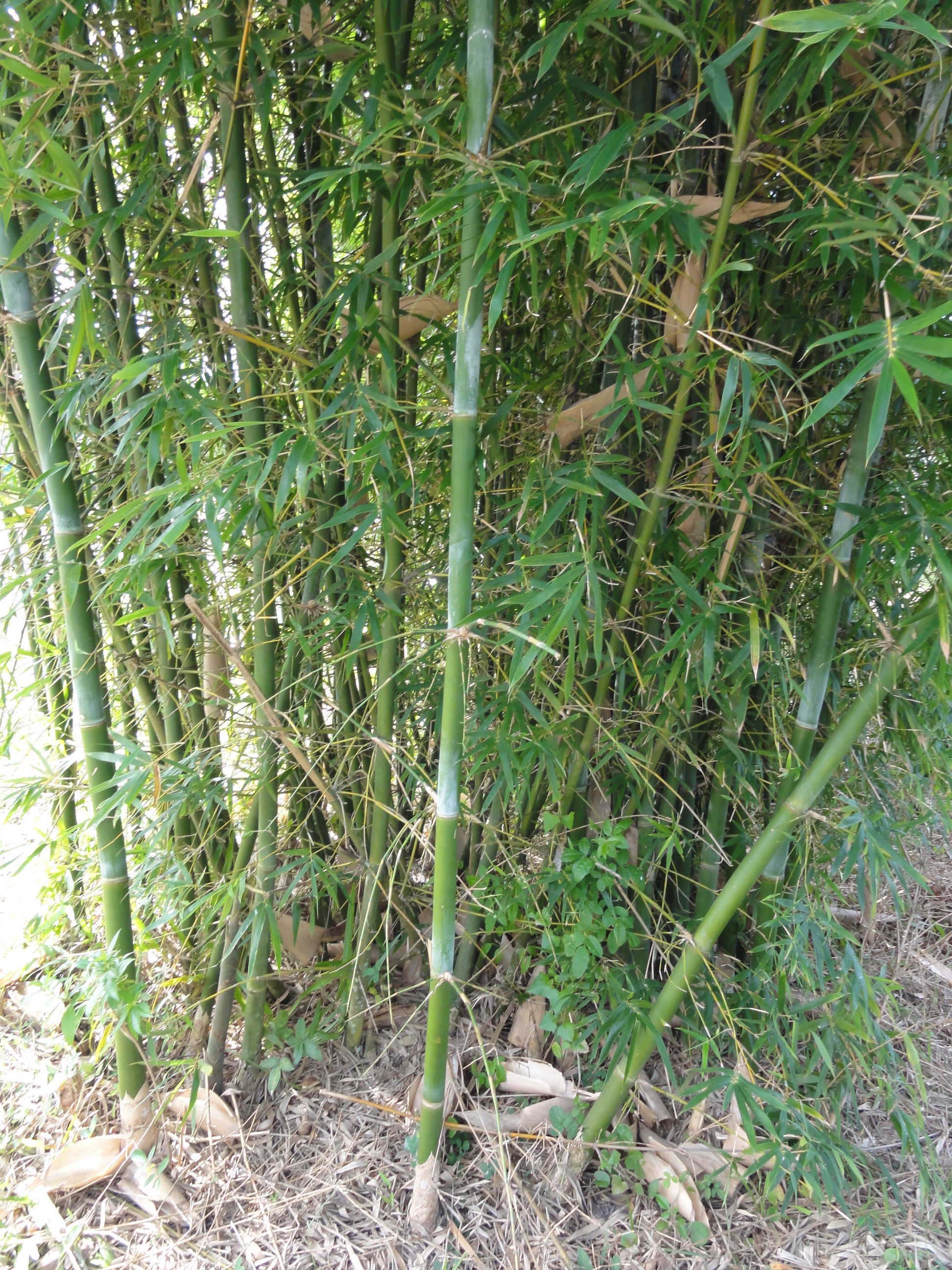 20110504 Fazenda Preparo Mudas de Bambu p in-vitro 004.jpg