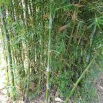 20110504 Fazenda Preparo Mudas de Bambu p in-vitro 004.jpg