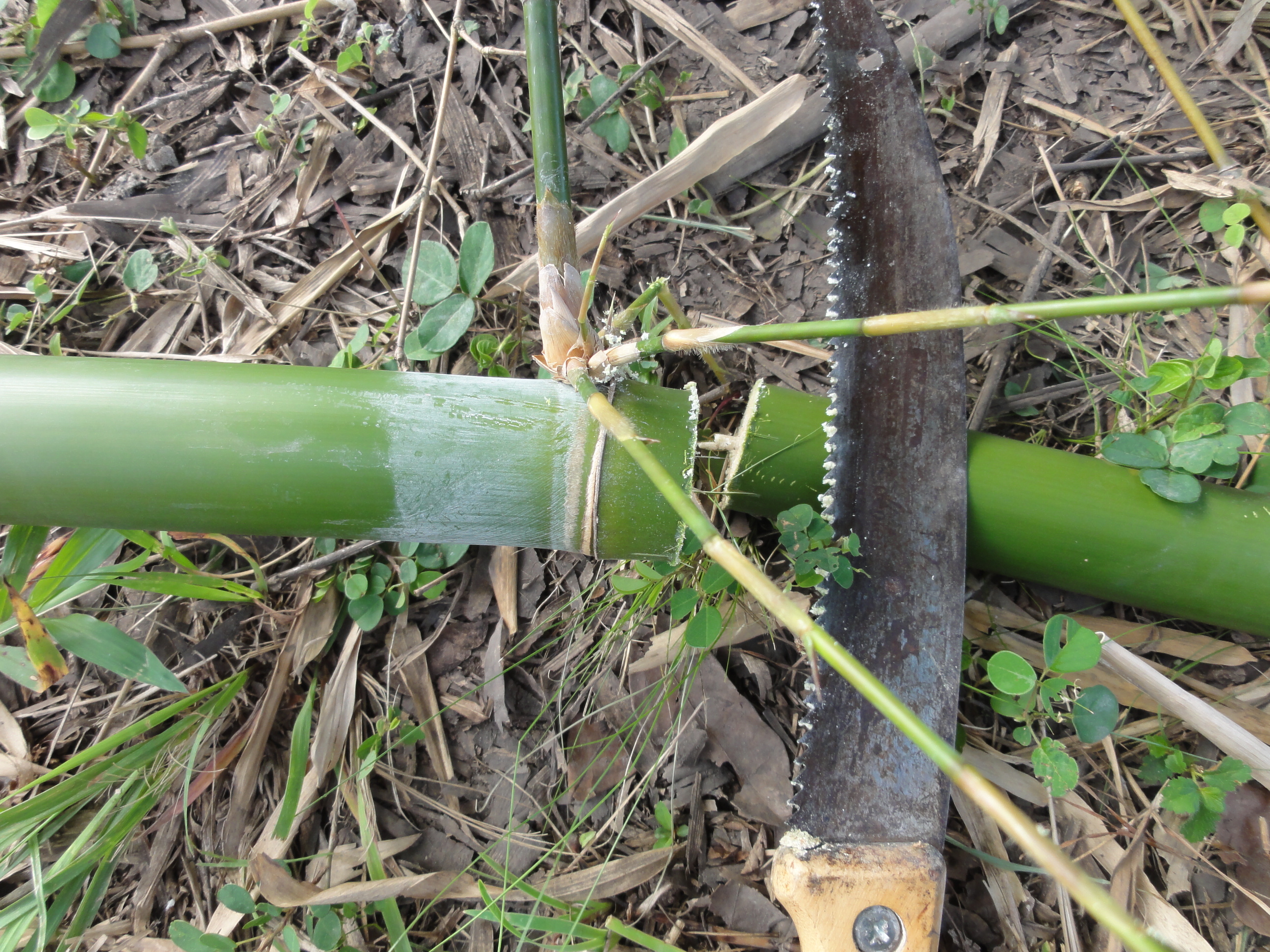 20110504 Fazenda Preparo Mudas de Bambu p in-vitro 005.jpg