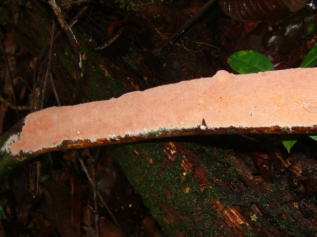 ceriporia-amazonica