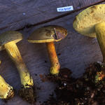 binderoboletus-segoi
