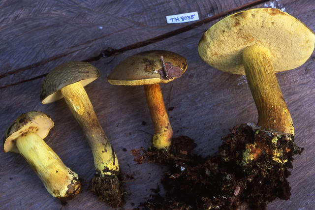 binderoboletus-segoi