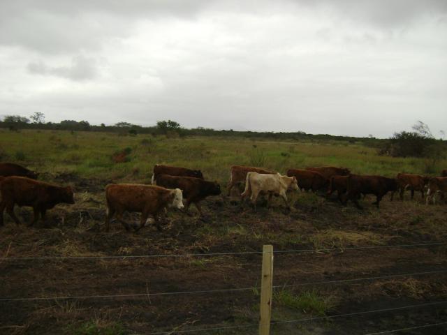 20110509 Fazenda chegada bovinos (10).jpg