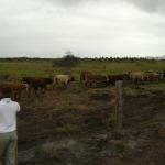 20110509 Fazenda chegada bovinos (11).jpg
