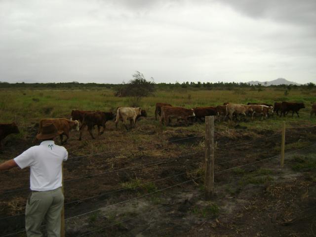 20110509 Fazenda chegada bovinos (11).jpg