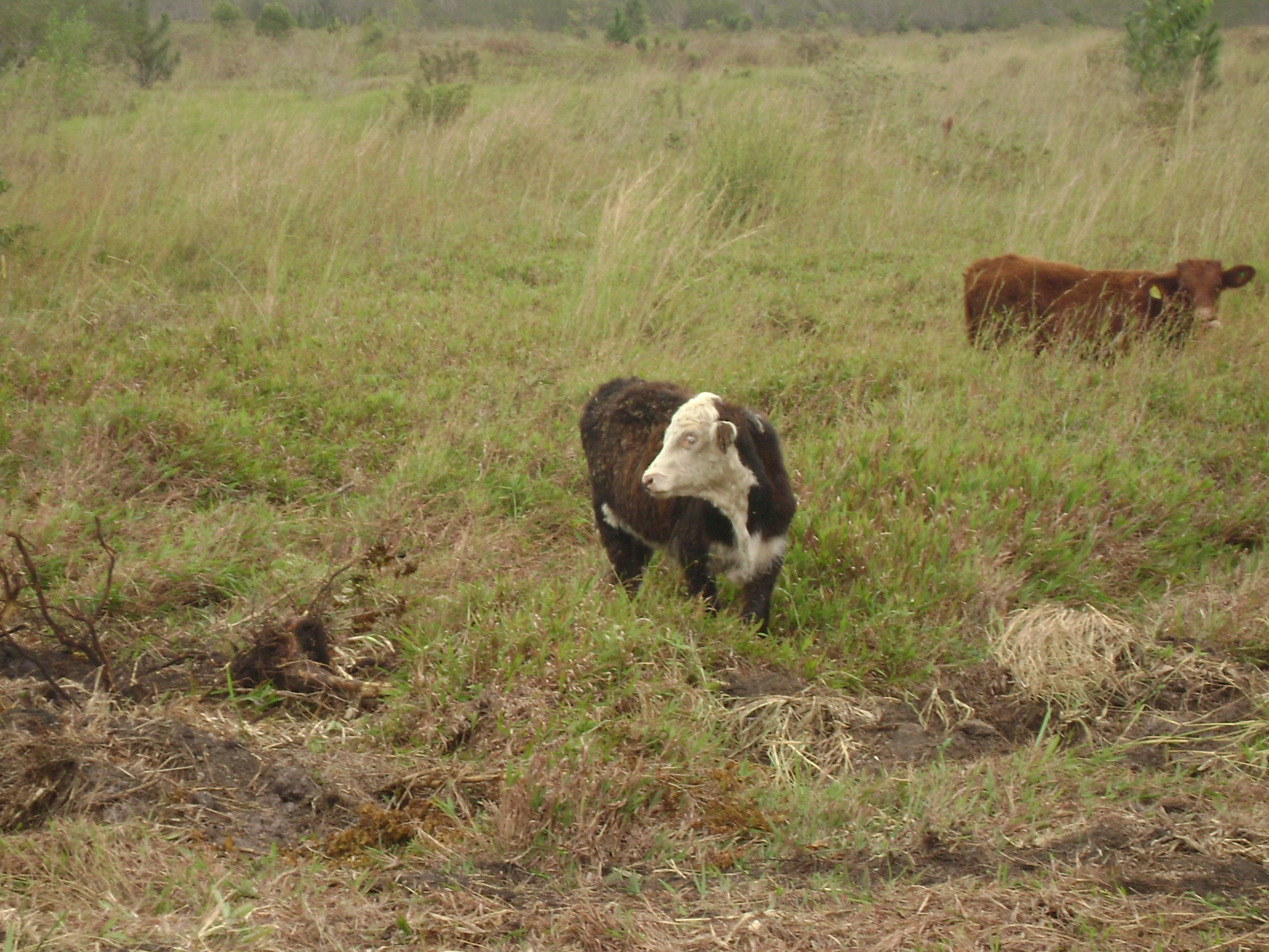 20110509 Fazenda chegada bovinos (13).jpg
