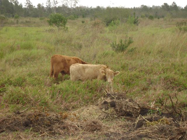 20110509 Fazenda chegada bovinos (14).jpg