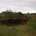 20110509 Fazenda chegada bovinos (2).jpg