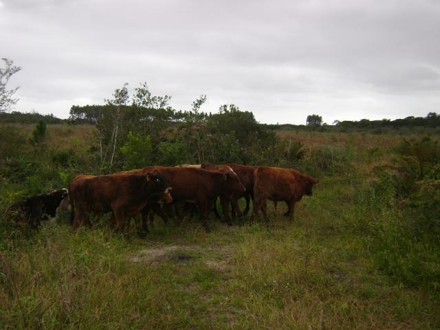 20110509 Fazenda chegada bovinos (2).jpg
