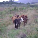 20110509 Fazenda chegada bovinos (3).jpg