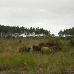 20110509 Fazenda chegada bovinos (4).jpg