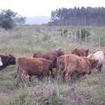 20110509 Fazenda chegada bovinos (5).jpg