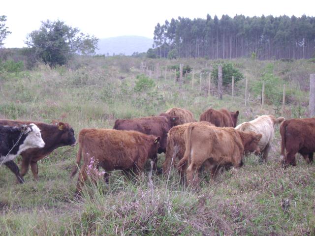 20110509 Fazenda chegada bovinos (5).jpg