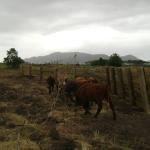 20110509 Fazenda chegada bovinos (6).jpg